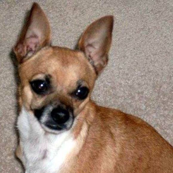 Meet your Posher, Monica - Picture 1 of 1